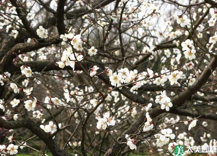 白梅花栽培