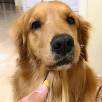 金毛犬 感冒不吃东西了 怎么办