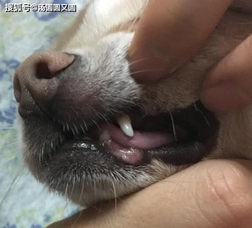 狗狗肯东西嘴巴出血