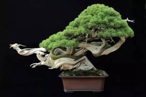 怎么栽培盆景