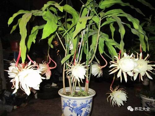 昙花的栽培管理步骤