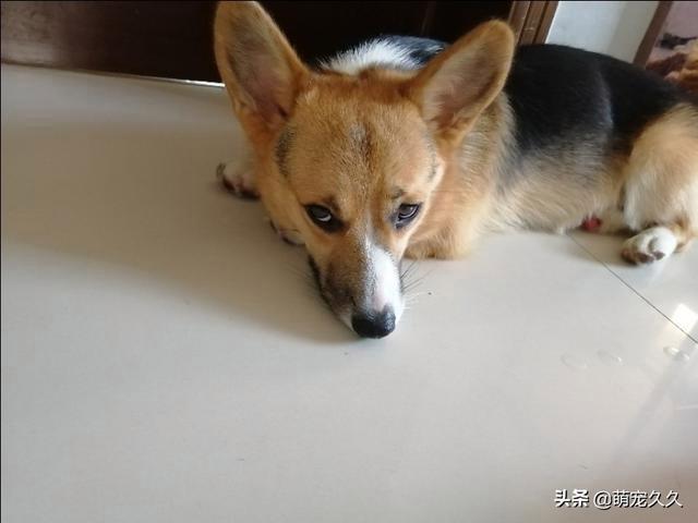 如何训练小柯基不咬人