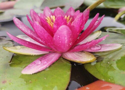 穗莲花栽培