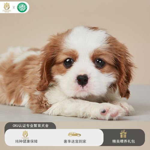 怎么训练赛级犬