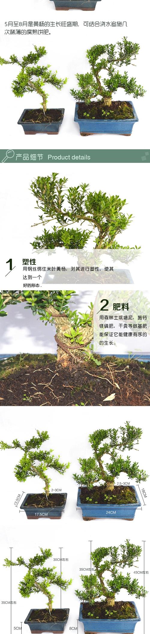 室内栽培黄杨树桩注意什么