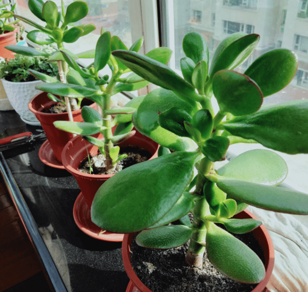 燕子掌花的养殖方法