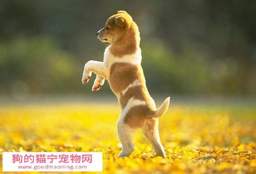 狗狗胆小怕人怎么训练