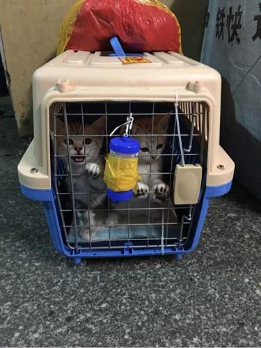 狗 托运 吃东西怎么办