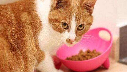 猫近几天经常呕吐不吃东西怎么办