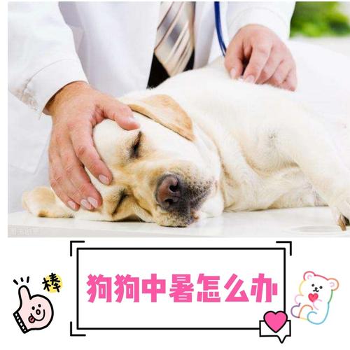 狗狗中暑了不吃东西