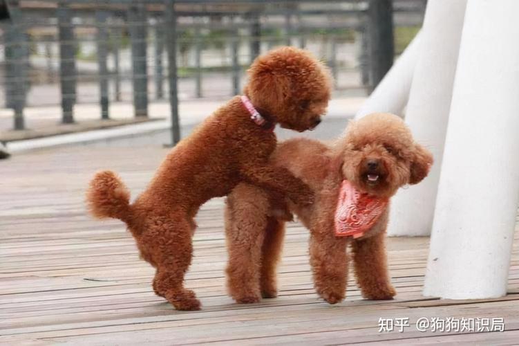 泰迪怀孕后吃什么东西吗