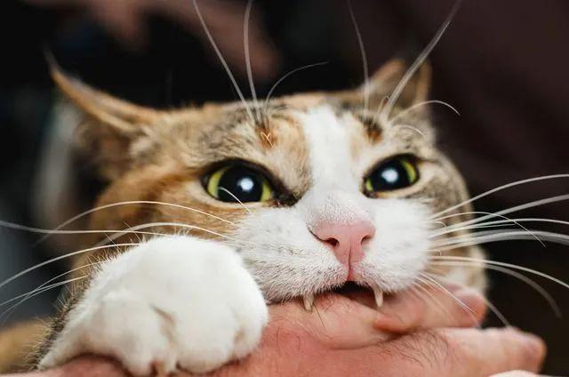 小猫老咬东西怎么办
