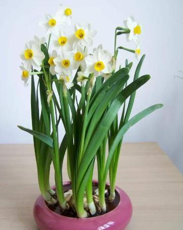 水仙花栽培