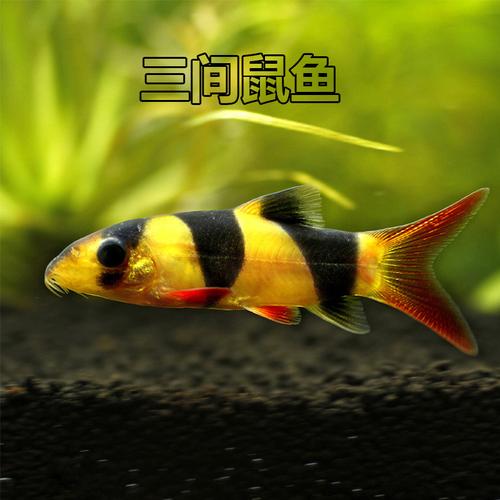 三间鼠鱼胆小不吃东西