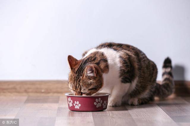猫为什么喜欢偷吃东西怎么办