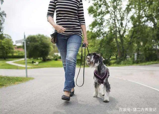 如何训练狗狗靠随行