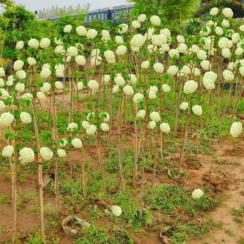木本花卉栽培