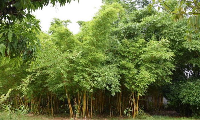 凤尾竹的室外栽培技术