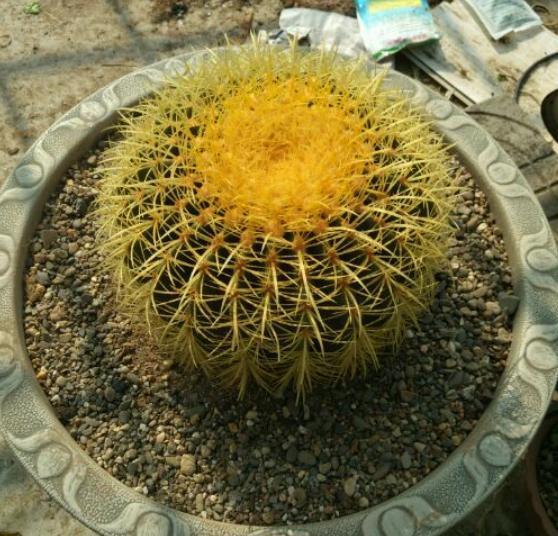 花卉金虎栽培