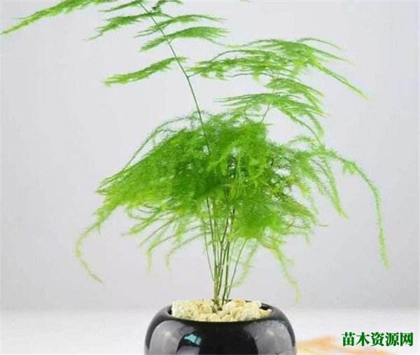 文竹冬季养殖注意事项