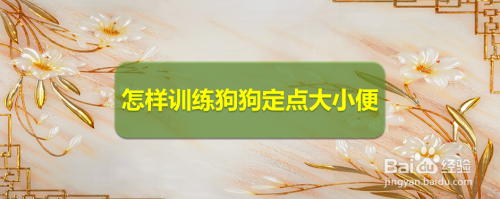 如何训练成年犬定点大小便