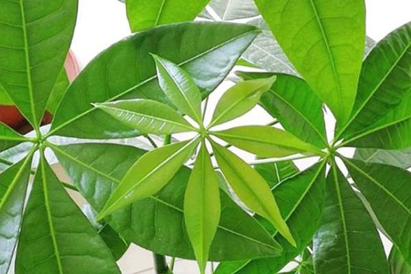 小叶发财树的养殖方法