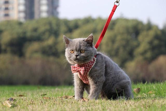英国短毛猫训练