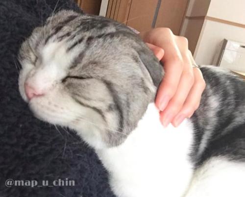 怎么训练猫让人抱