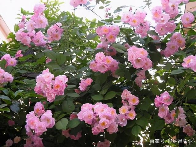 无刺野蔷薇栽培技术