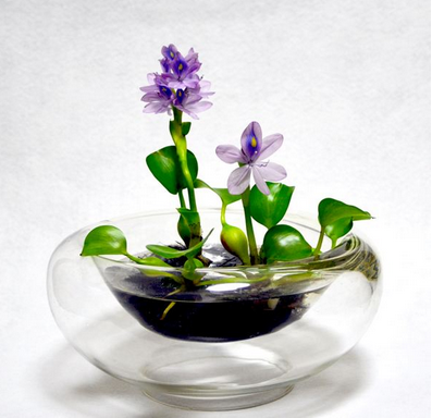 水生花卉的栽培要点