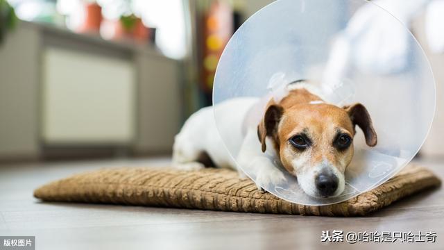 狗狗爱蹭臭东西怎么办