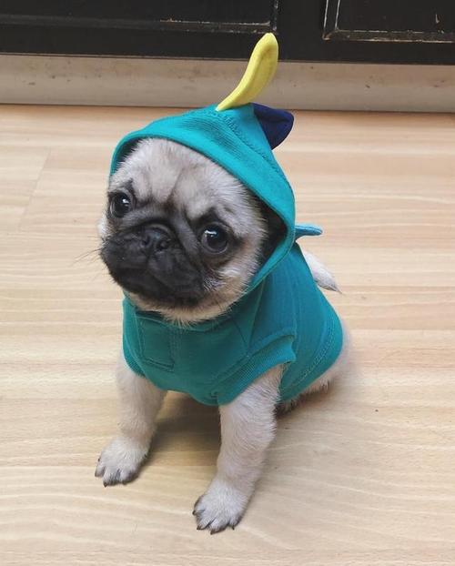 一岁的八哥犬怎么训练