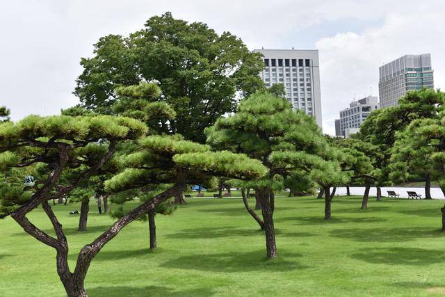 日本松树栽培技术