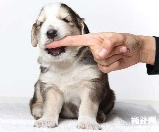狗狗最近喜欢咬东西怎么回事