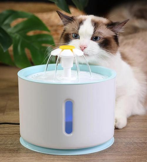如何训练猫用瓶子喝水