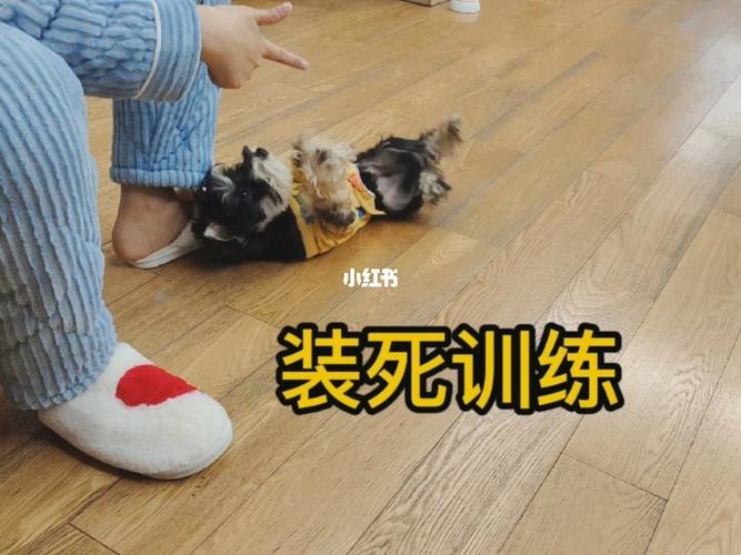 如何训练小狗装死