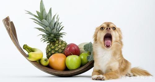 狗怀孕忌吃什么东西不能吃