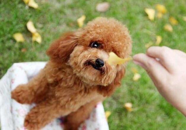 怎样训练小泰迪狗