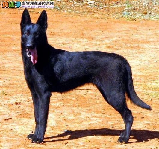 狗场买狗要注意些什么东西
