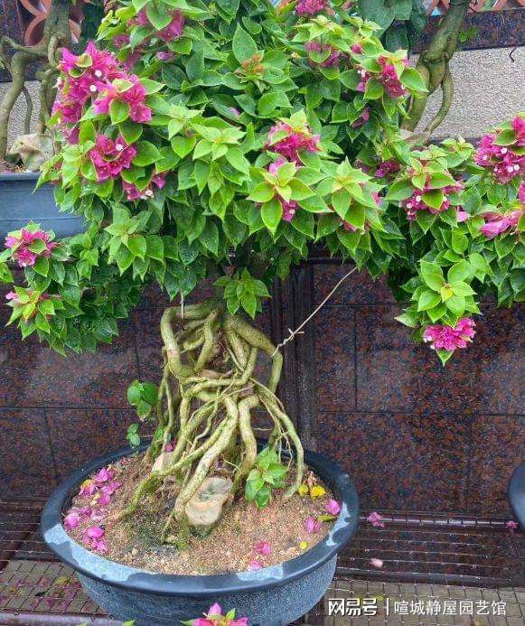 花盆养三角梅的养殖方法