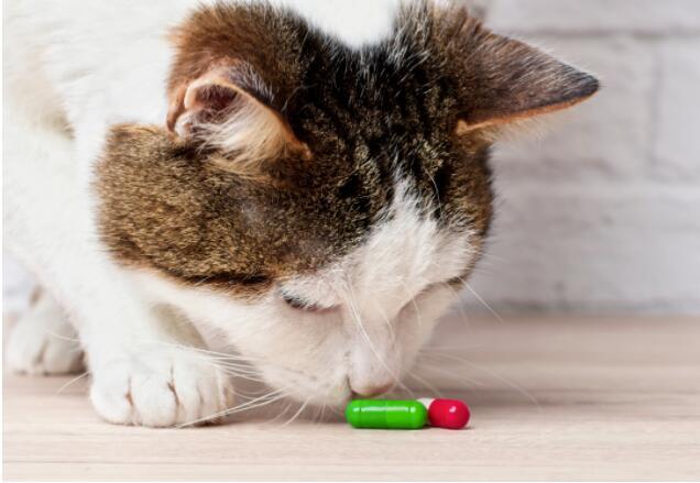 小猫乱吃东西中毒