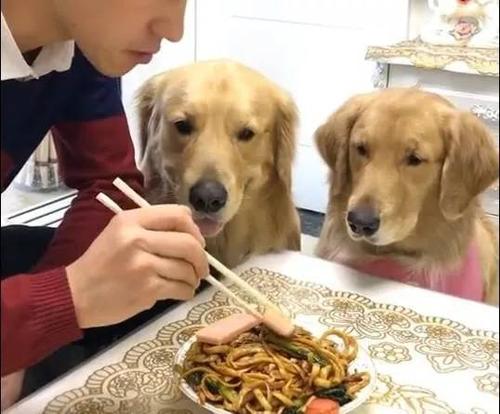 金毛不喜欢吃东西怎么办