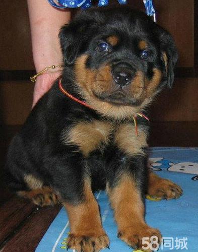 如何训练罗威纳幼犬