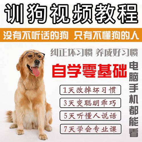 北京宠物狗训练班