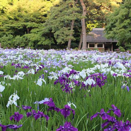 日本花菖蒲栽培管理