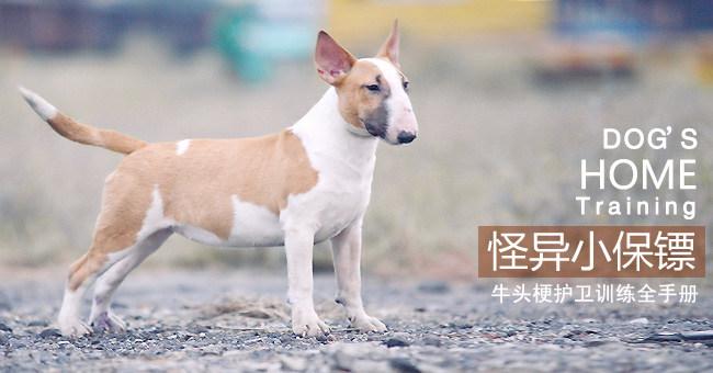 牛头梗的训练教材