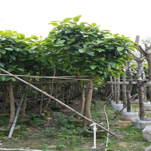 榕花树的栽培技术