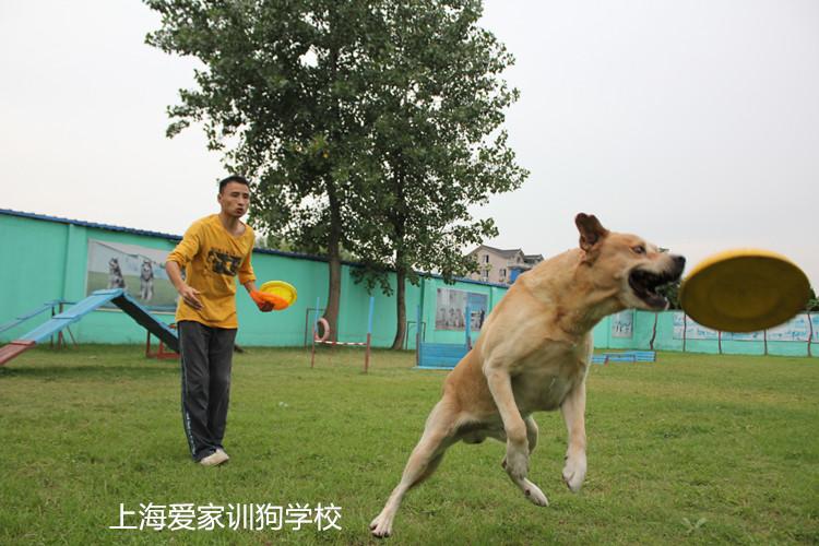 狗训练前进后退