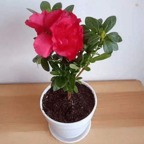 杜鹃花盆栽的注意事项
