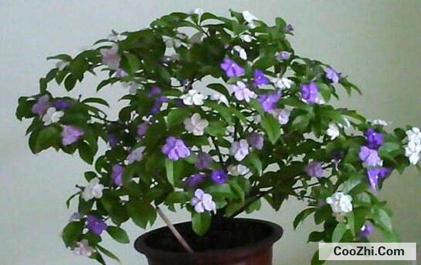 双色茉莉花的养殖方法
